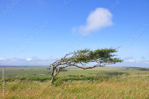 Φωτογραφία Bent and windswept Tree Shaped by Constant Wind