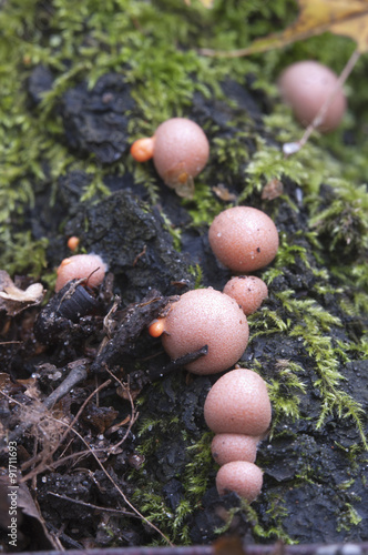 Lycogala epidendrum in a green moss