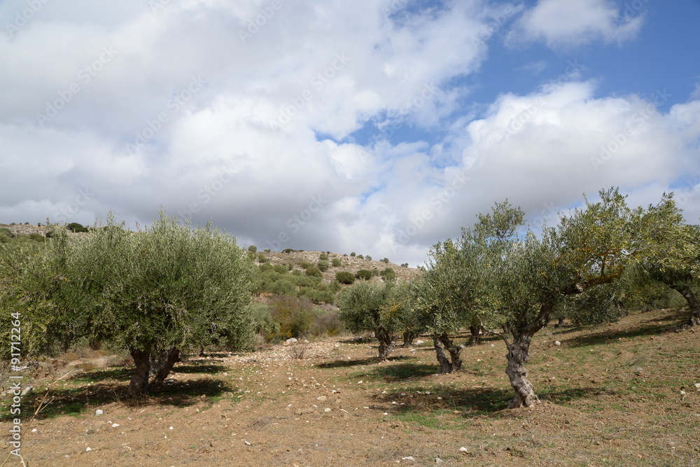 Weinanbau auf Kreta Weinanbau auf Kreta