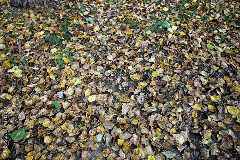 autumn leaves on the grass background