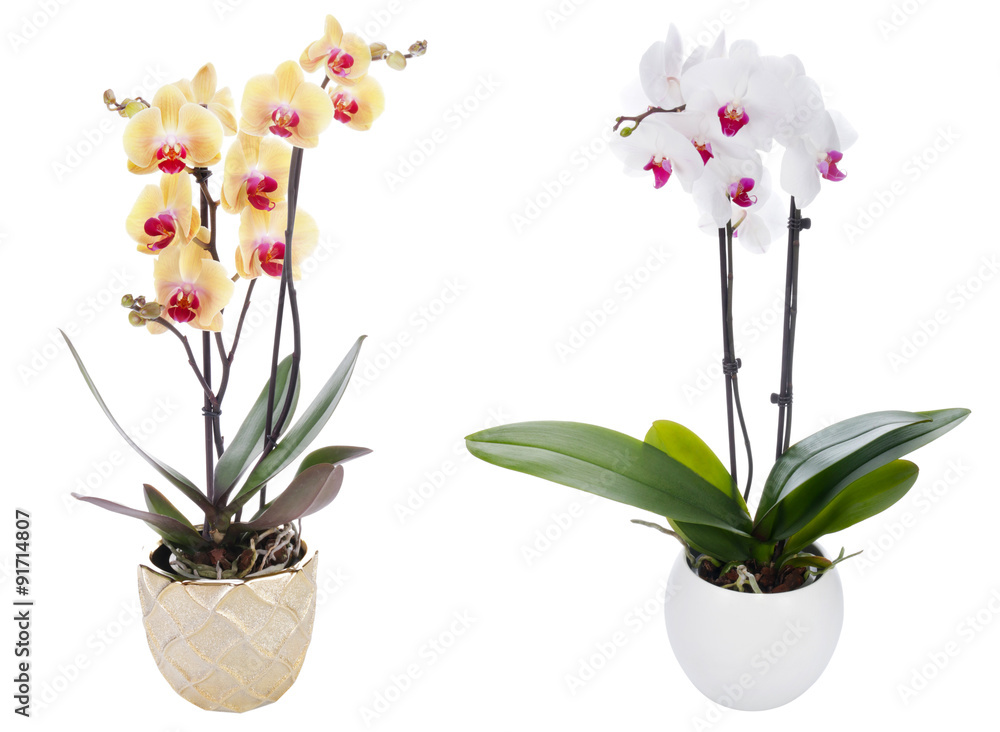 Naklejka premium Orchidea na białym tle