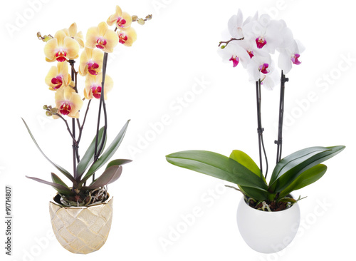 Orchid on a white background © bluebat