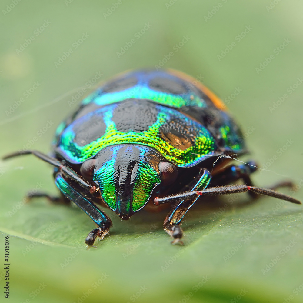 Naklejka premium Bug (Chrysocoris stollii)