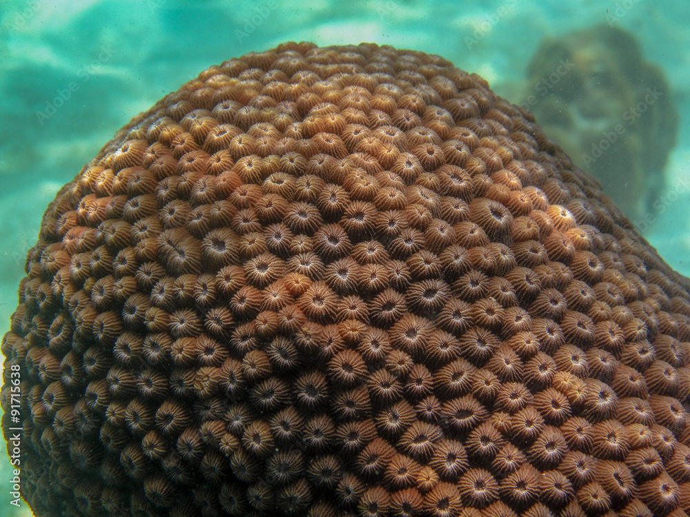 Obraz premium coral, Diploastrea
