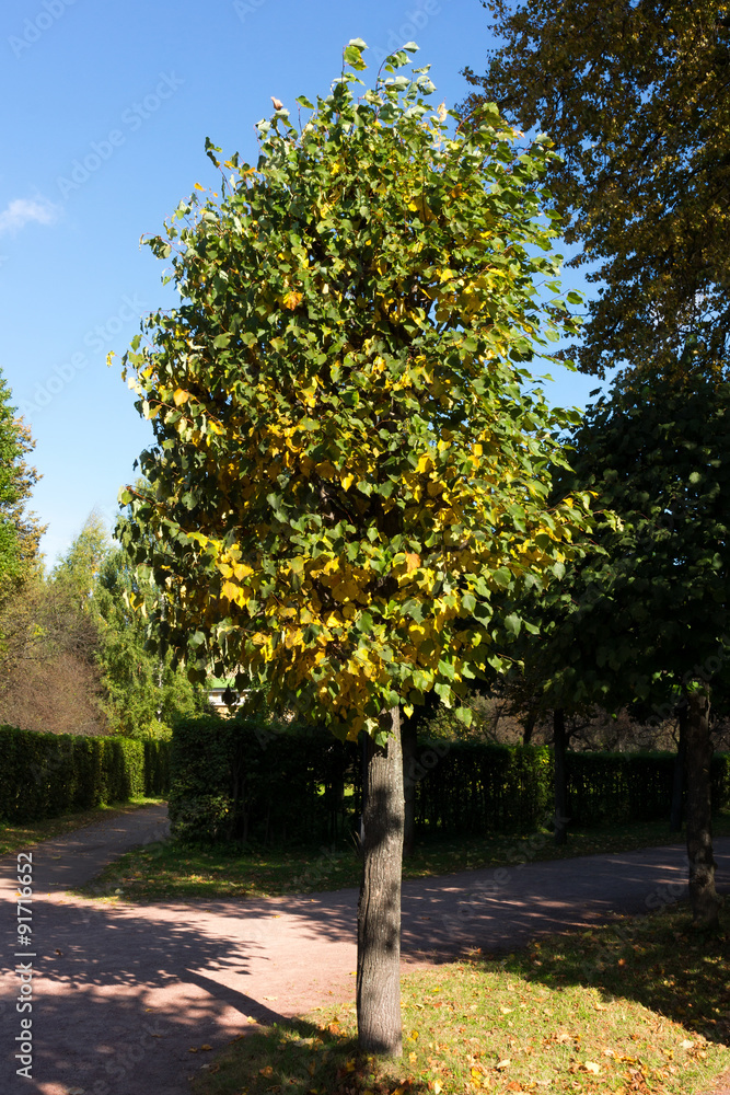 Naklejka premium lonely tree