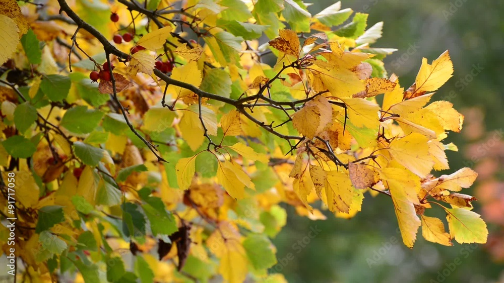 Hawthorn autumn with berries and yellow leaves Hawthorn autumn with berries and yellow leaves
