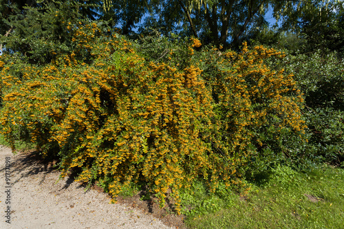 Photos Sea buckthorn branch, close-up (Hippophae rhamnoides)