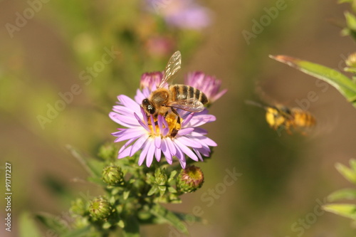 a bee on the Flower Chrysanthemum © utreht