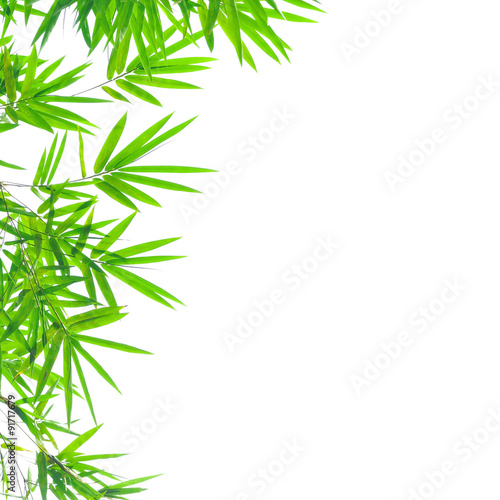 Bamboo leaves isolated on white background © panda3800