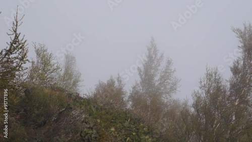 Flowers and grass trembling in cold morning dew photo