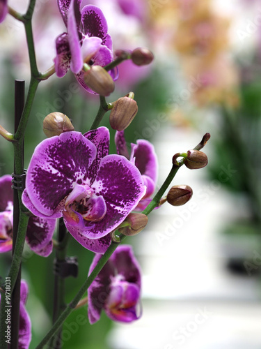 Fototapeta Naklejka Na Ścianę i Meble -  Orchideen 1