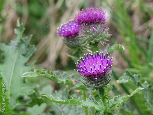Purple cotton Thistle flowers in a forest glade