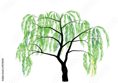 Willow tree Vector illustration