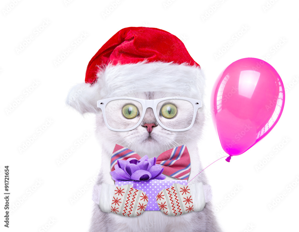 Smart and beautiful cat in a Christmas costume holding a present. Gift Box. New Year's holidays Smart and beautiful cat in a Christmas costume holding a present. Gift Box. New Year's holidays