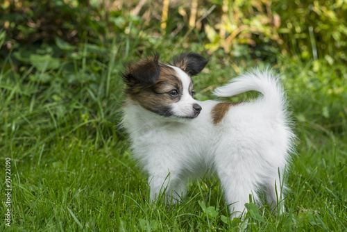 cute papillon puppy in the garden