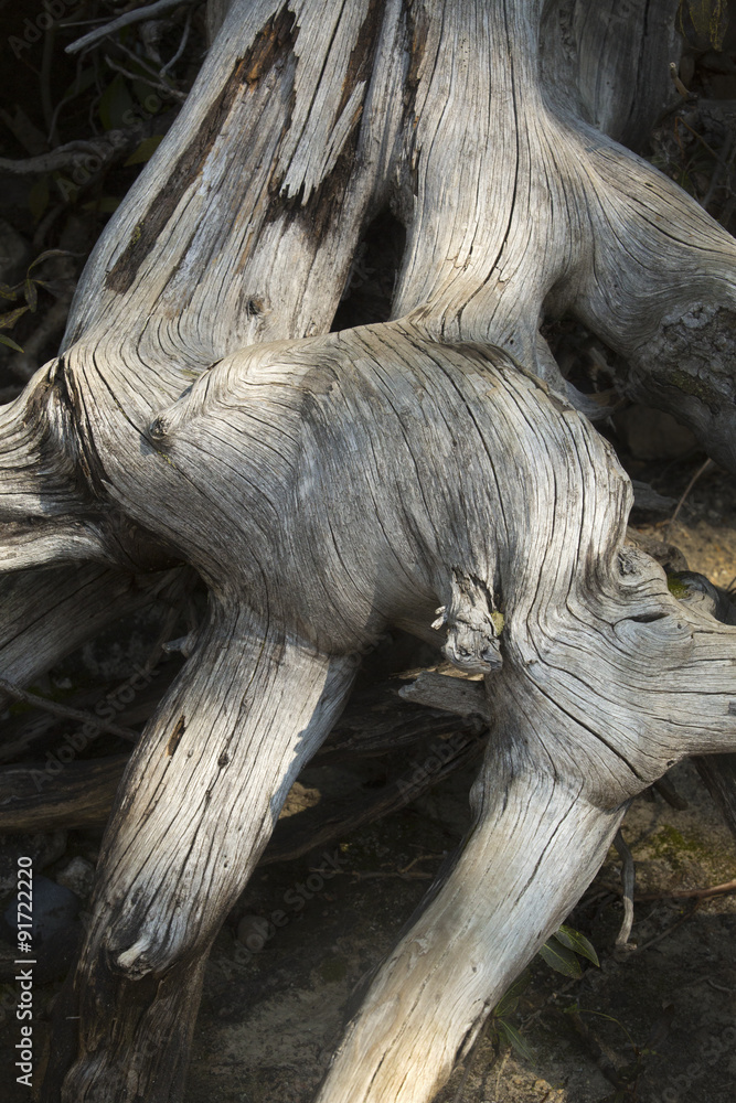 Bleached tree roots, shore of Jenny Lake, Jackson Hole, Wyoming. Bleached tree roots, shore of Jenny Lake, Jackson Hole, Wyoming.