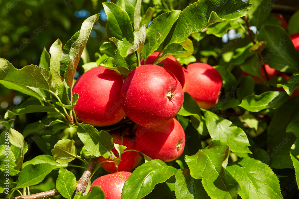 red apples on the trees in the orchard red apples on the trees in the orchard