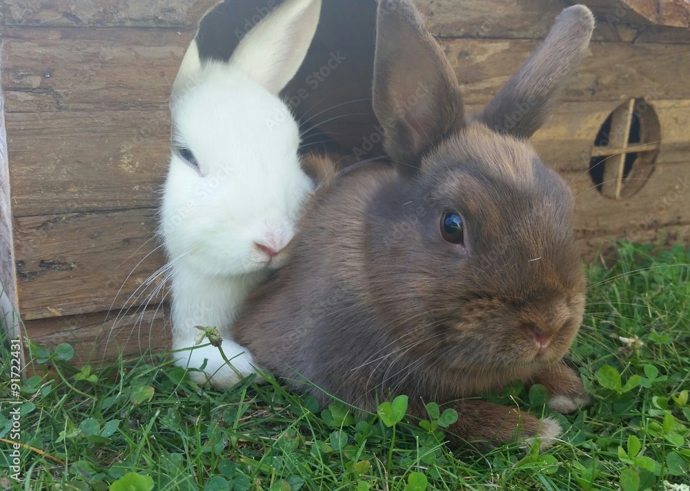 Zwergkaninchen im Garten Zwergkaninchen im Garten