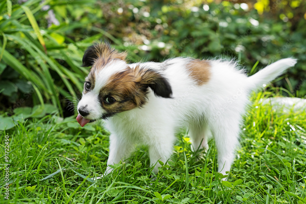 cute papillon puppy in the garden