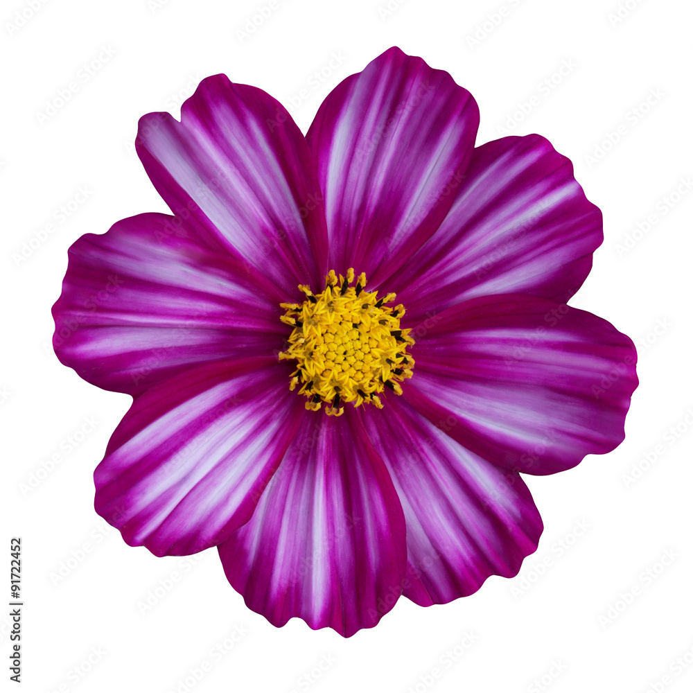 Anemonen StockFoto Adobe Stock