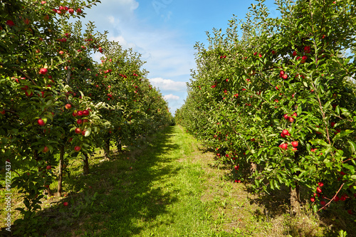 red apples on the trees in the orchard