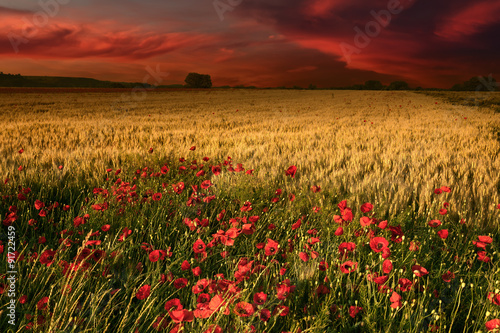 Dawn with a view on wheat field and poppies