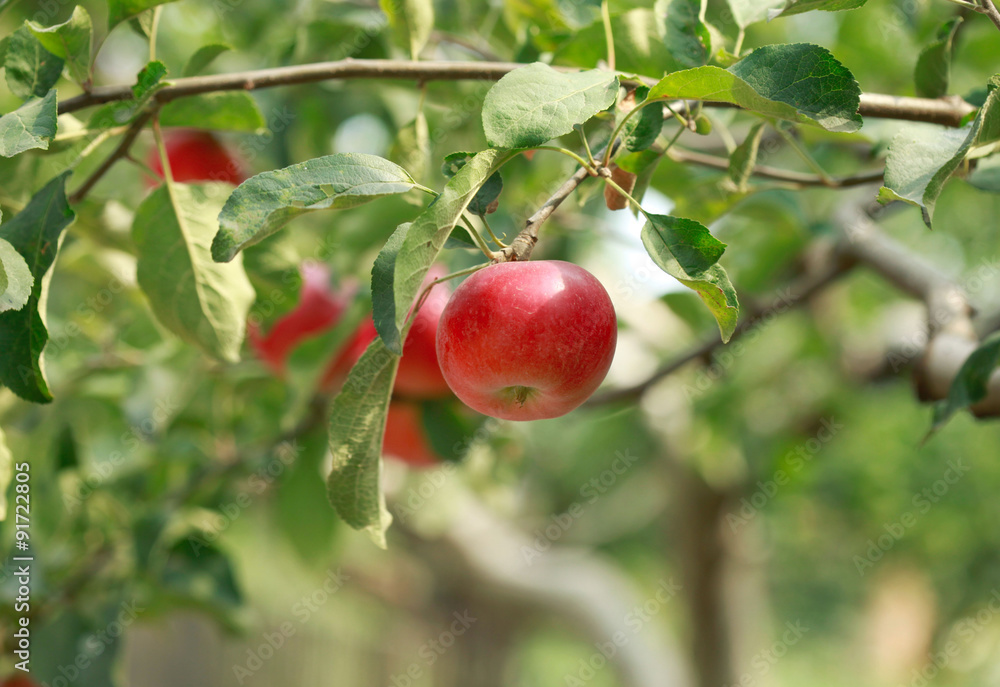 apple tree apple tree