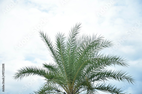 palm on sky clouds background