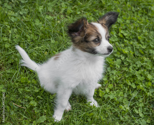 cute papillon puppy in the garden