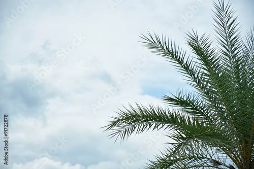 palm on sky clouds background © alek_maneewan