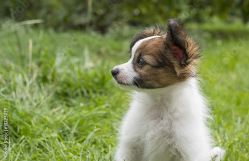 cute papillon puppy in the garden