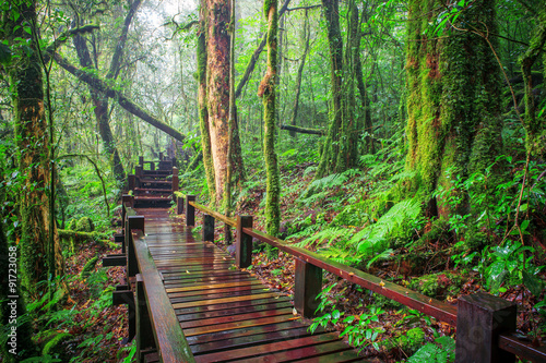 moisture of mountain rain forest Doi Inthanont National Park Chi