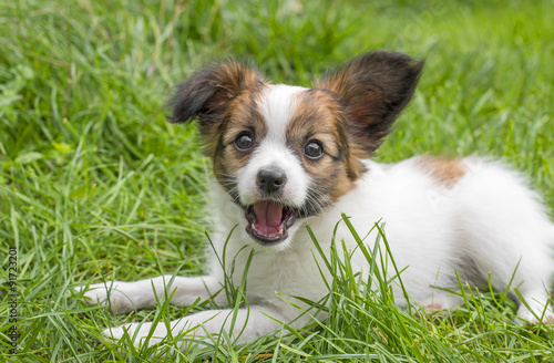 cute papillon puppy in the garden
