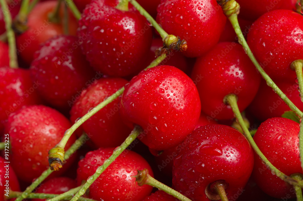 Red Cherries with Water Drops Close-Up Red Cherries with Water Drops Close-Up