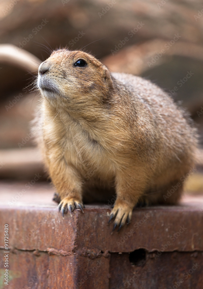 Fototapeta premium Präriehund schaut