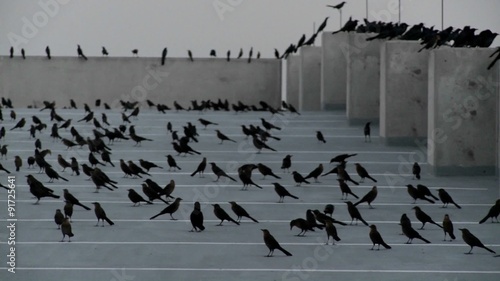 Pan across many black birds sitting in a parking structure in a scene reminiscent of Alfred Hitchcock.