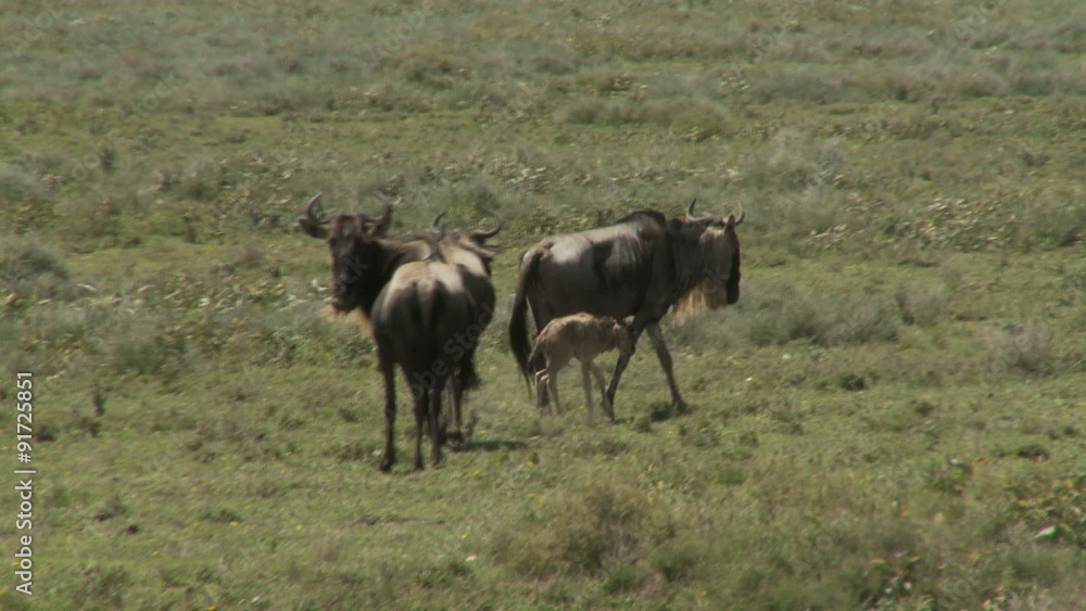 newborn wildebeest joins herd newborn wildebeest joins herd