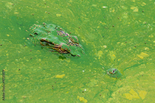 eye of wildlife crocodile hidden in the water