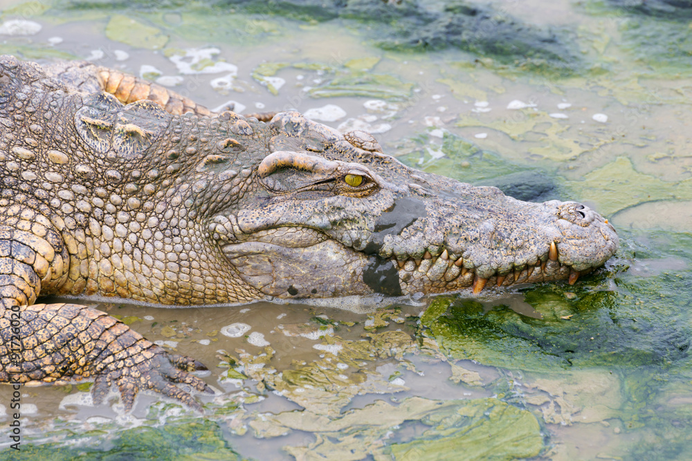 Obraz premium wildlife crocodile in the water
