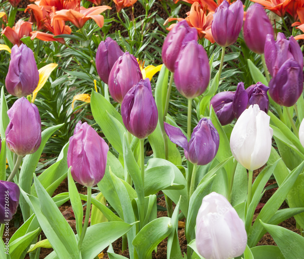 Naklejka premium Flowers Tulips