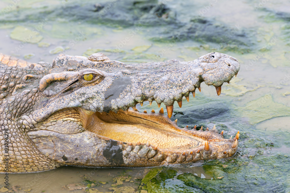 Fototapeta premium wildlife crocodile in the water