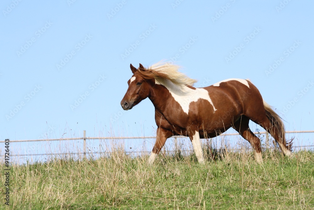 Obraz premium Klacz biegnie