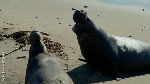 An elephant seal lies in the surf.