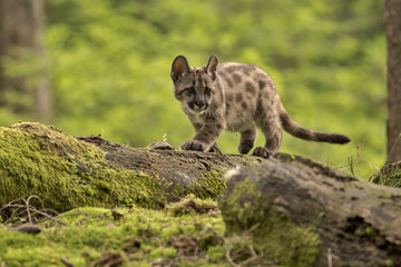 Crédence de cuisine Puma Cougar fauve en pleine action  © photocech