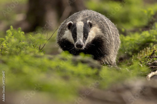 Badger/badger © photocech