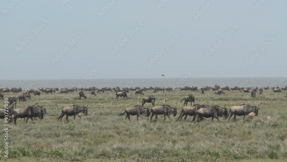 Wildebeest on the move Wildebeest on the move