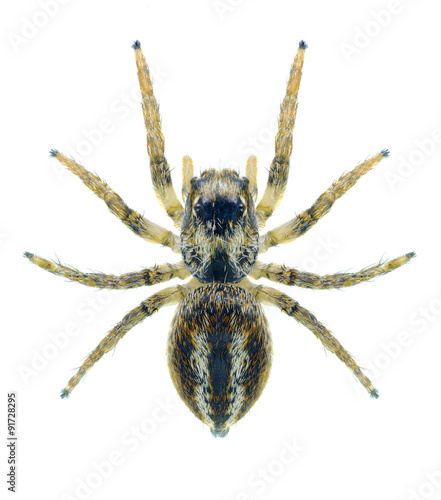 Spider Philaeus chrysops (female)