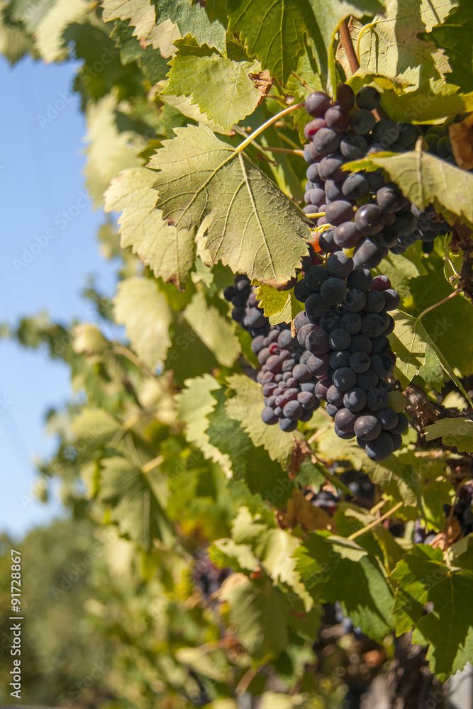 Fototapeta premium Red bunches of grape in the vineyard before the harvest