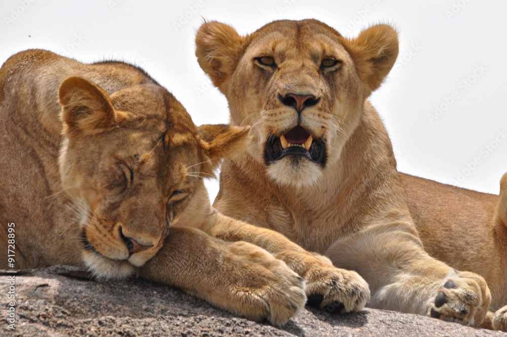 Fototapeta premium Lionnes Afrique
