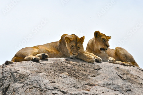 Lionnes Afrique